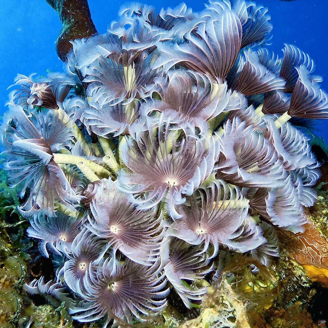 Tauchausbildung 3 Deep Blue Bayahibe Diving Saona