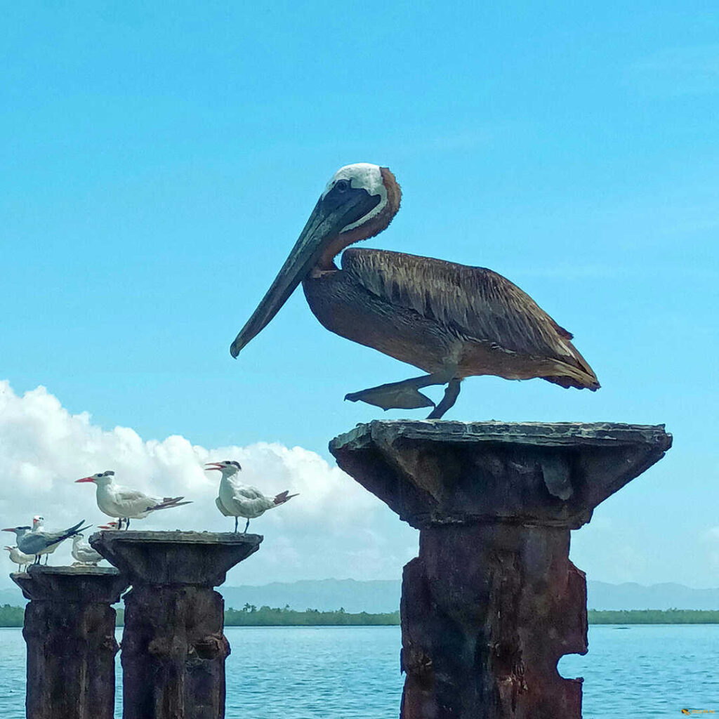 Nationalpark Los Haitises Deep Blue Bayahibe Diving Punta Cana