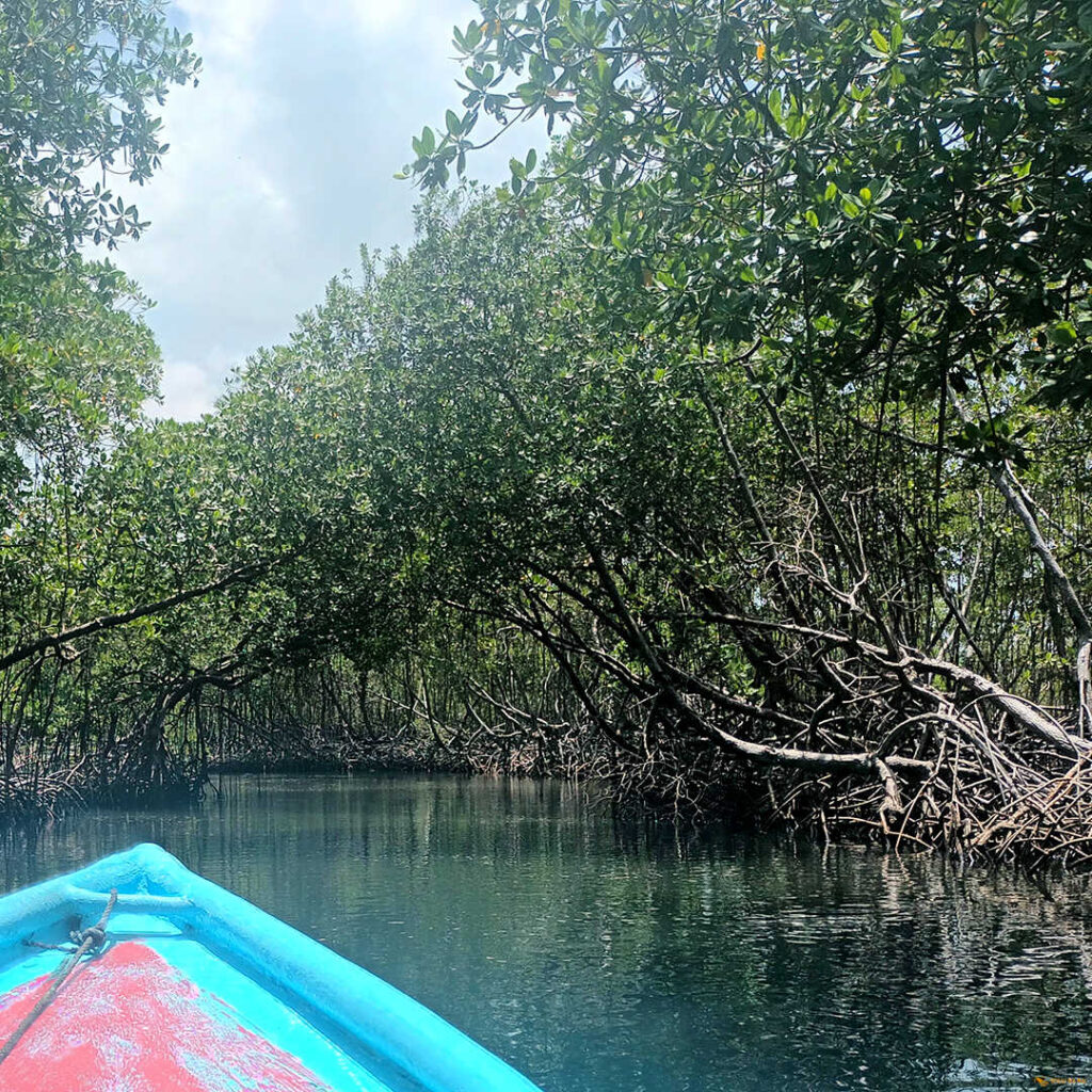 Nationalpark Los Haitises Deep Blue Bayahibe Diving Punta Cana